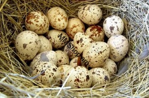Լորի ձու 