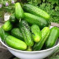 Վարունգ կգ  /Փուշ/