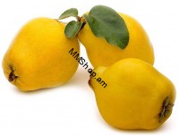 Սերկևիլ կգ